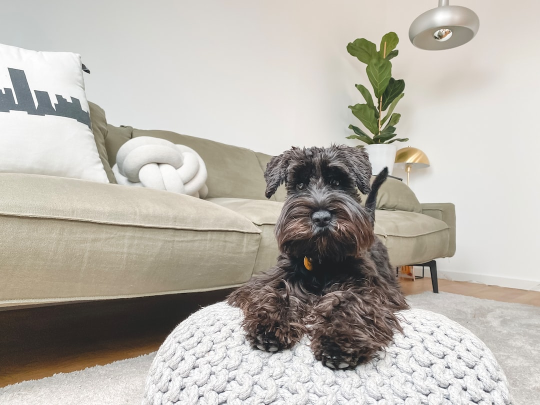 An Atlanta Landlord's Guide to Pets in a Rental Property