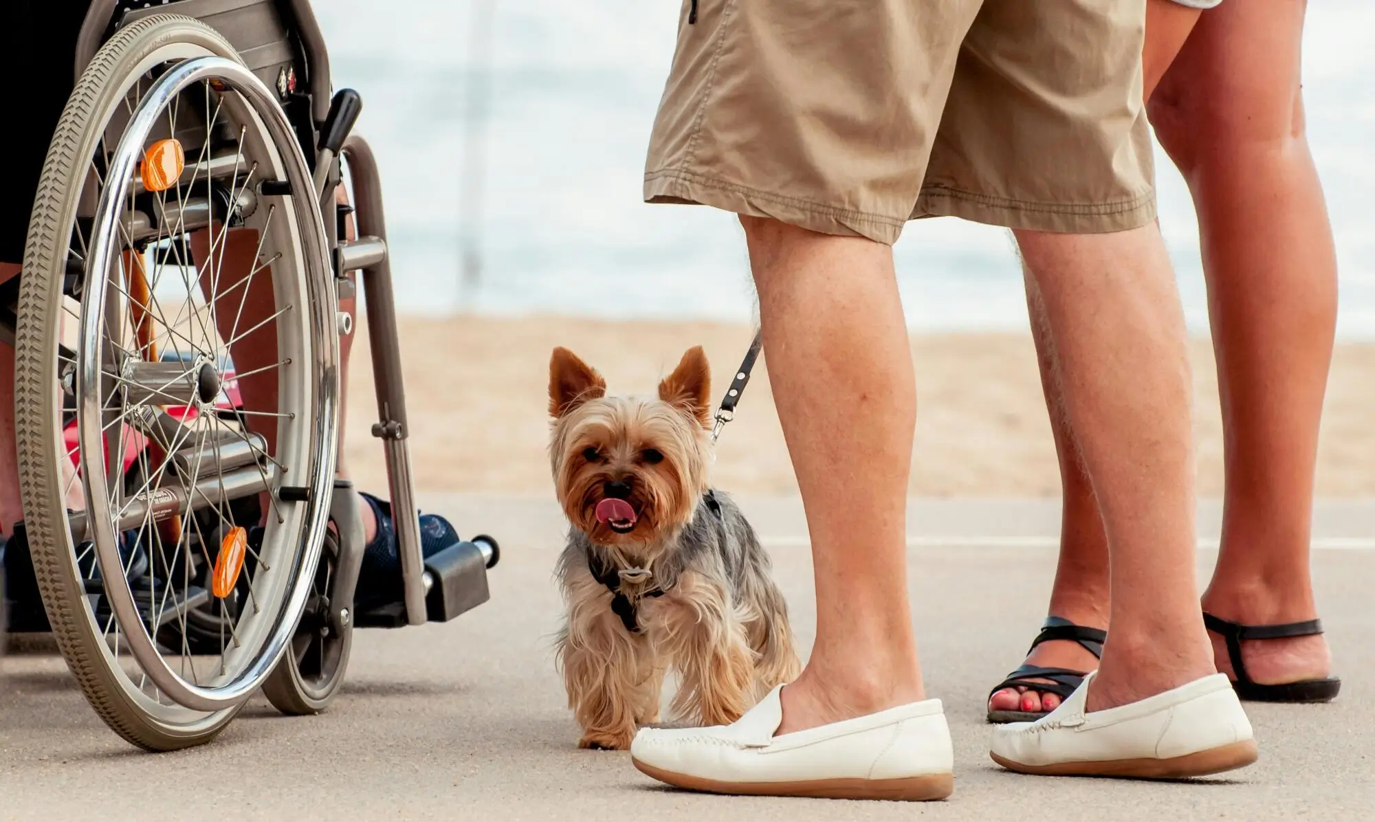 Understanding Support Animals: Service vs Emotional and Pets